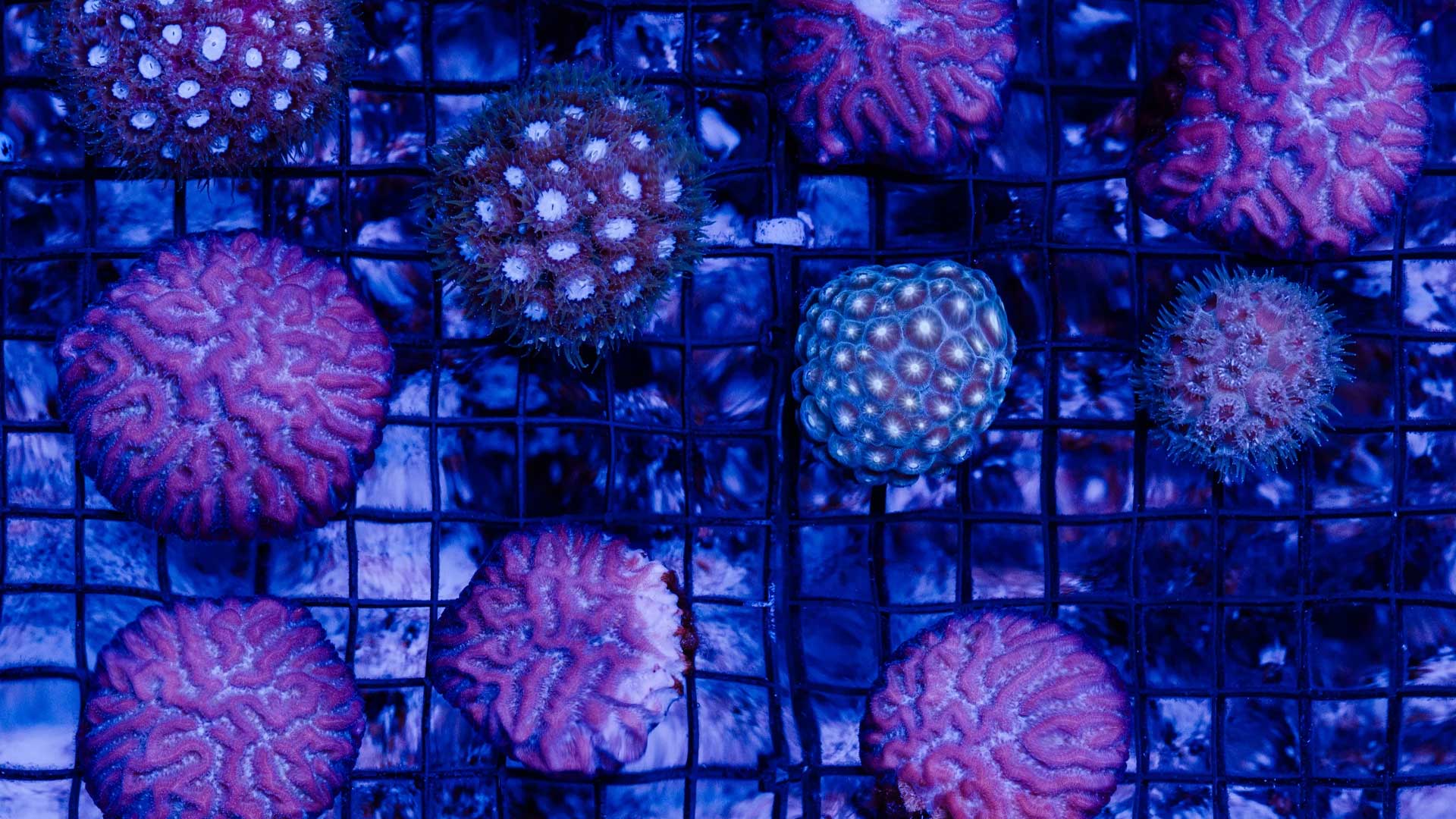 NPR Biosphere 2 coral