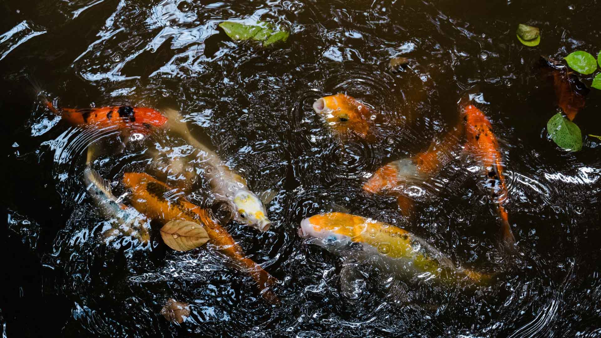 NPR Biosphere 2 koi