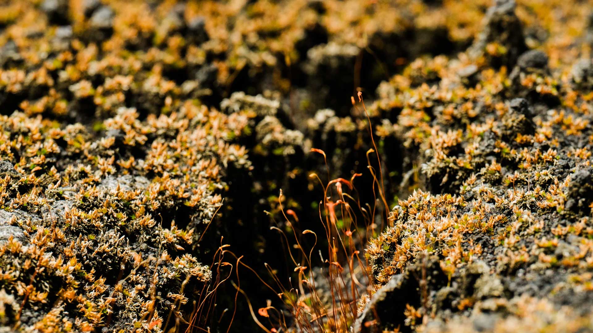NPR Biosphere 2 moss