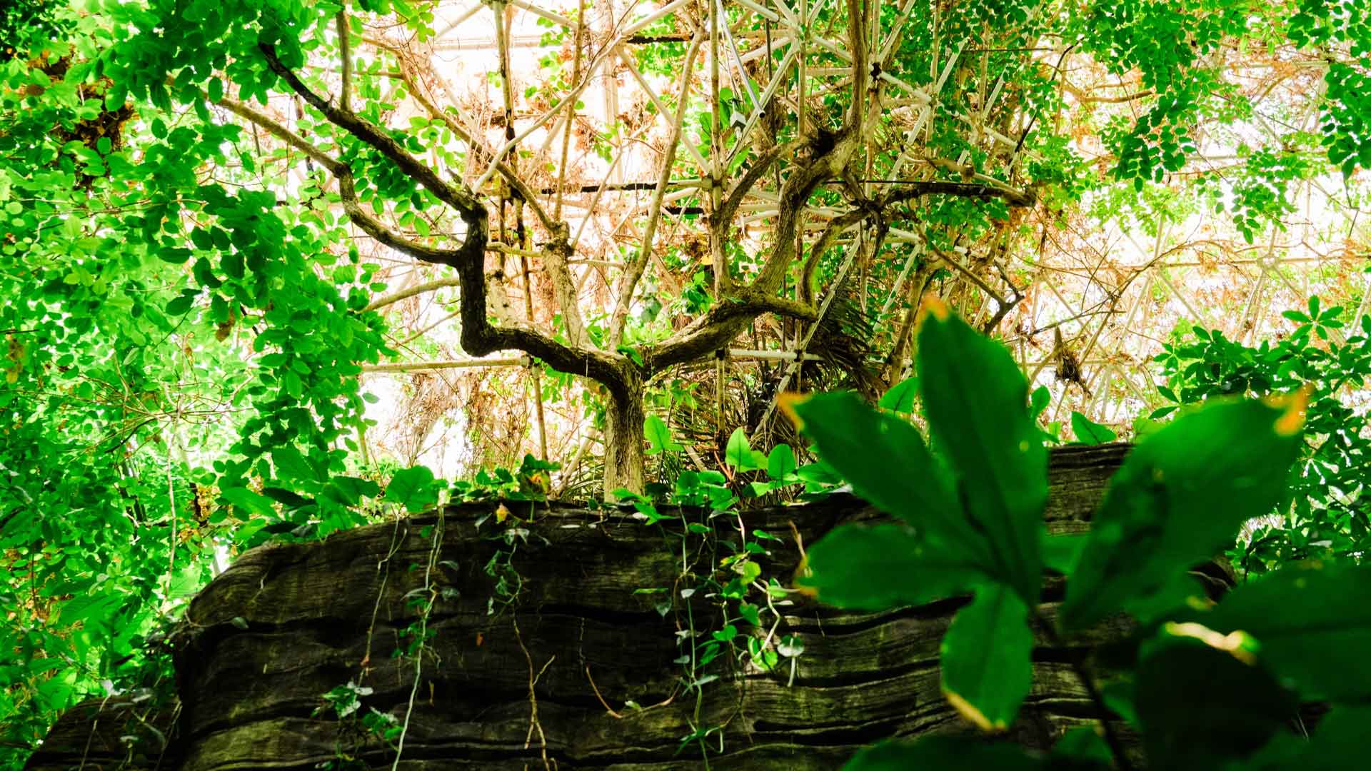 NPR Biosphere 2 rainforest