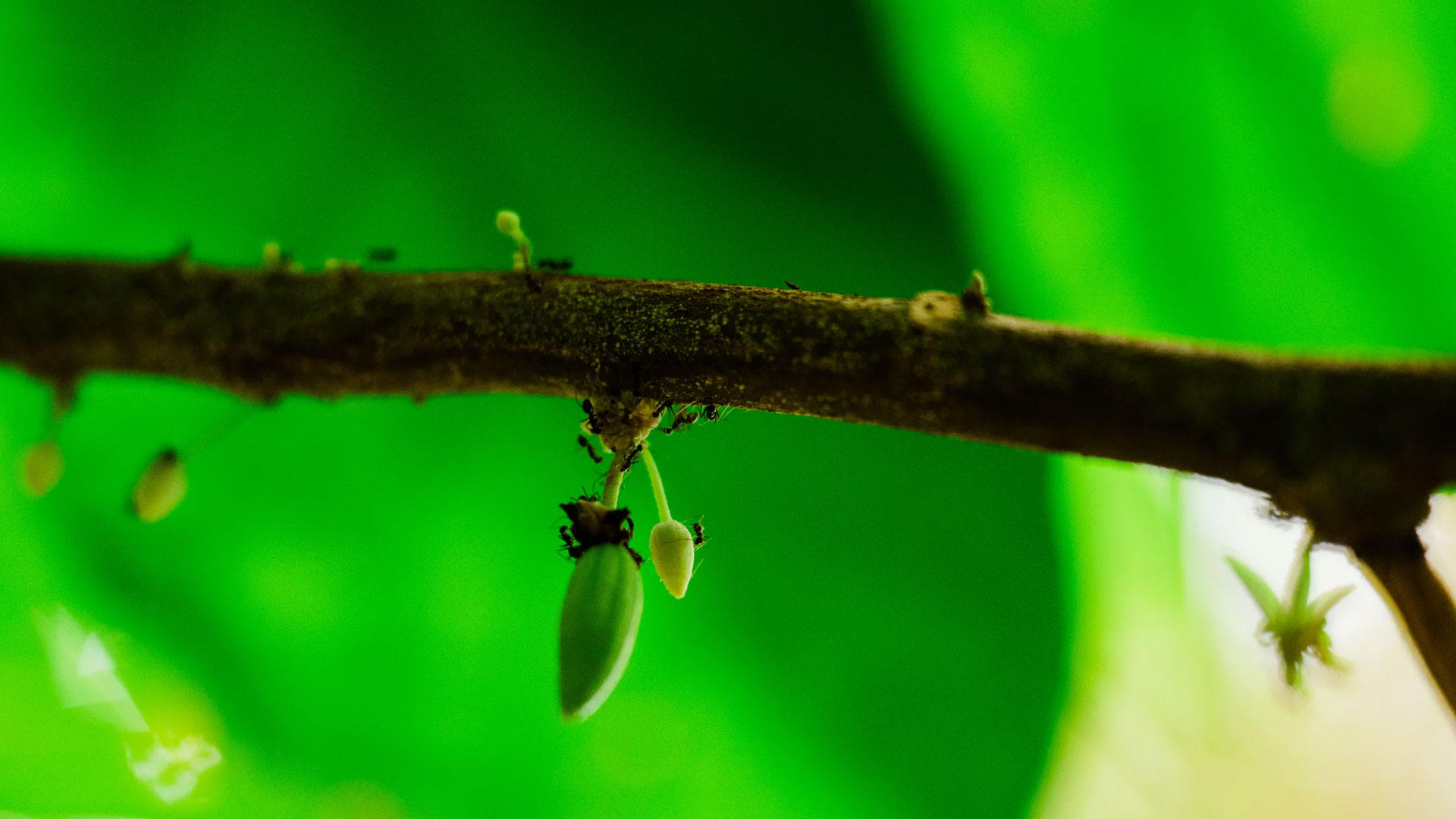 NPR Biosphere 2 ants