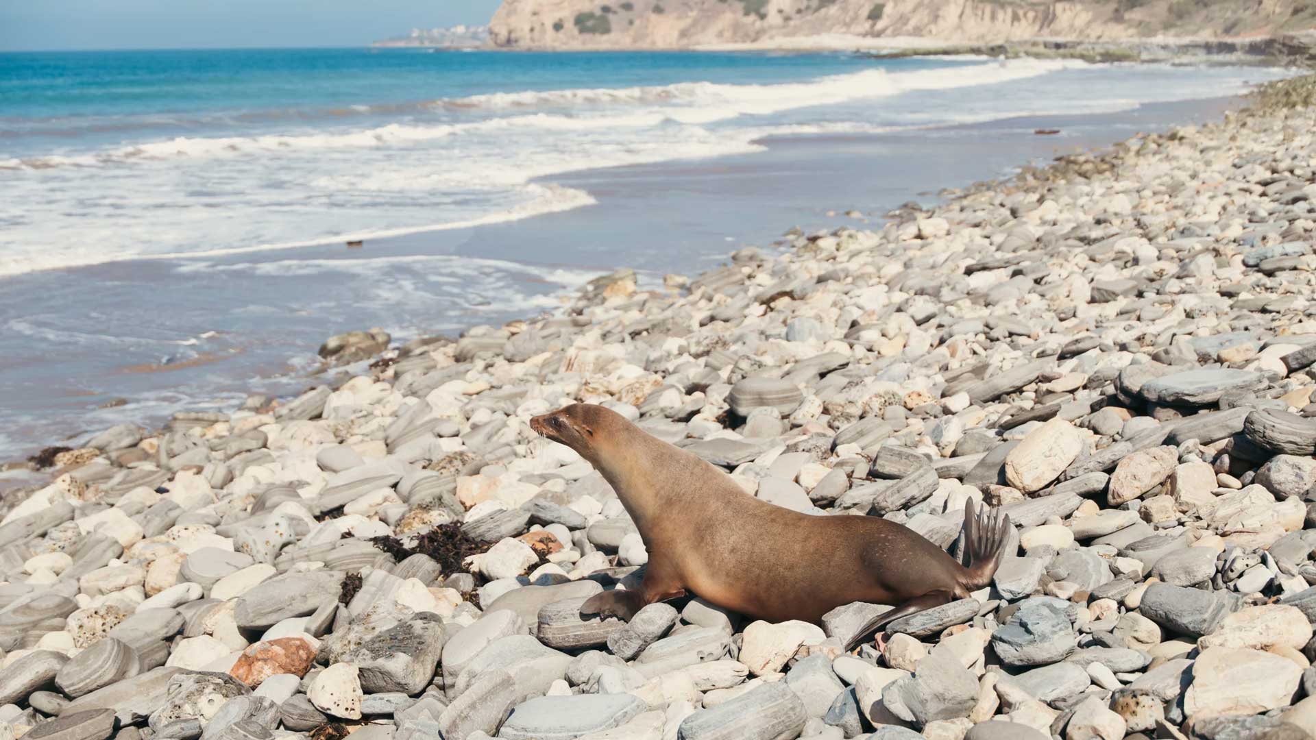 NPR Sea lion 1 hero