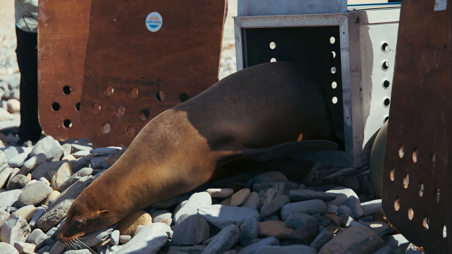 NPR Sea lion 3