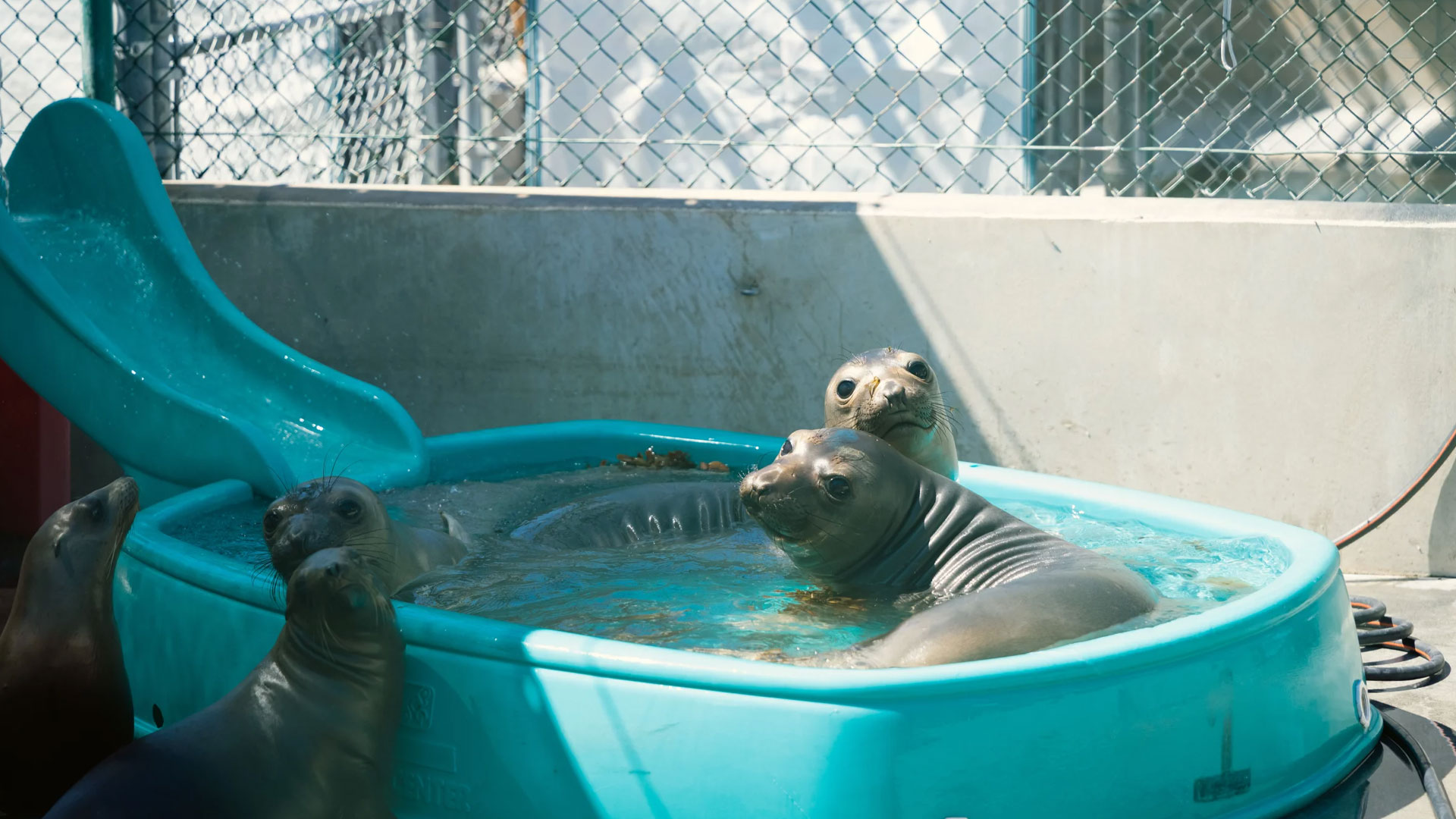 NPR Sea lion 4