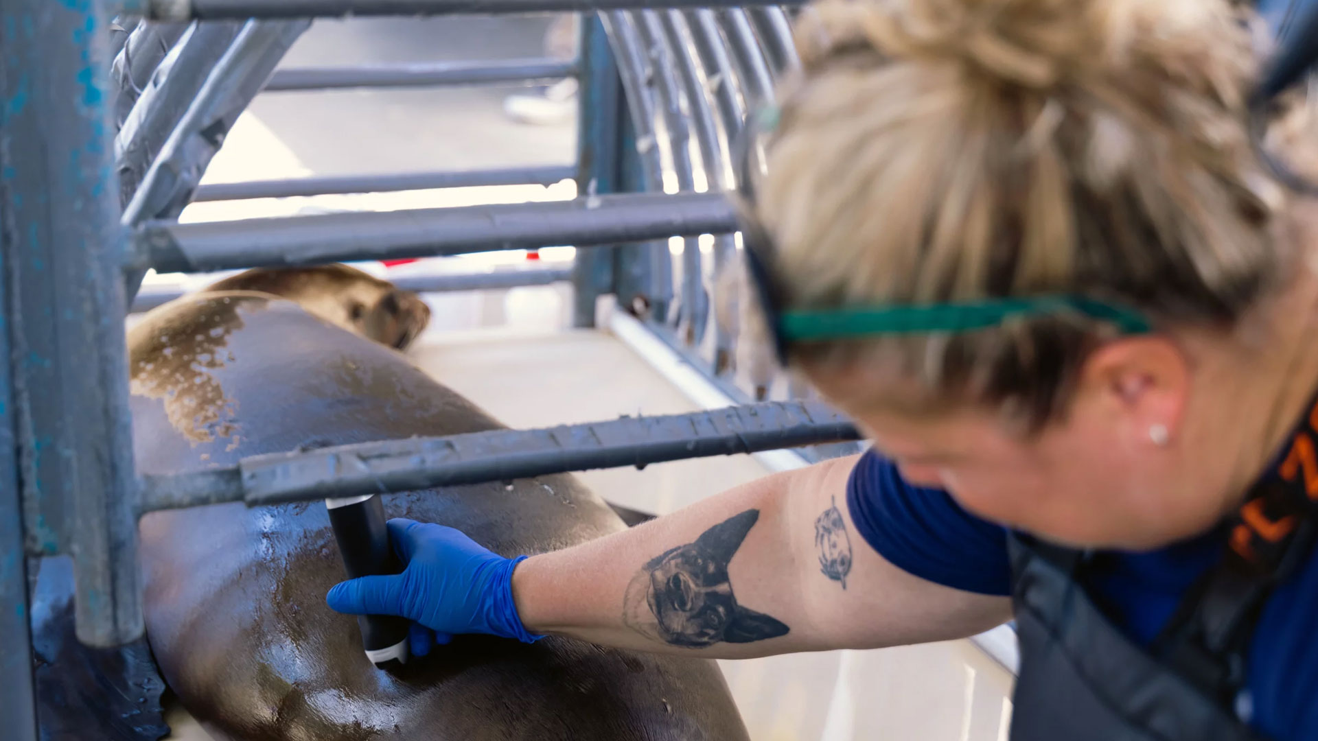 NPR Sea lion 5