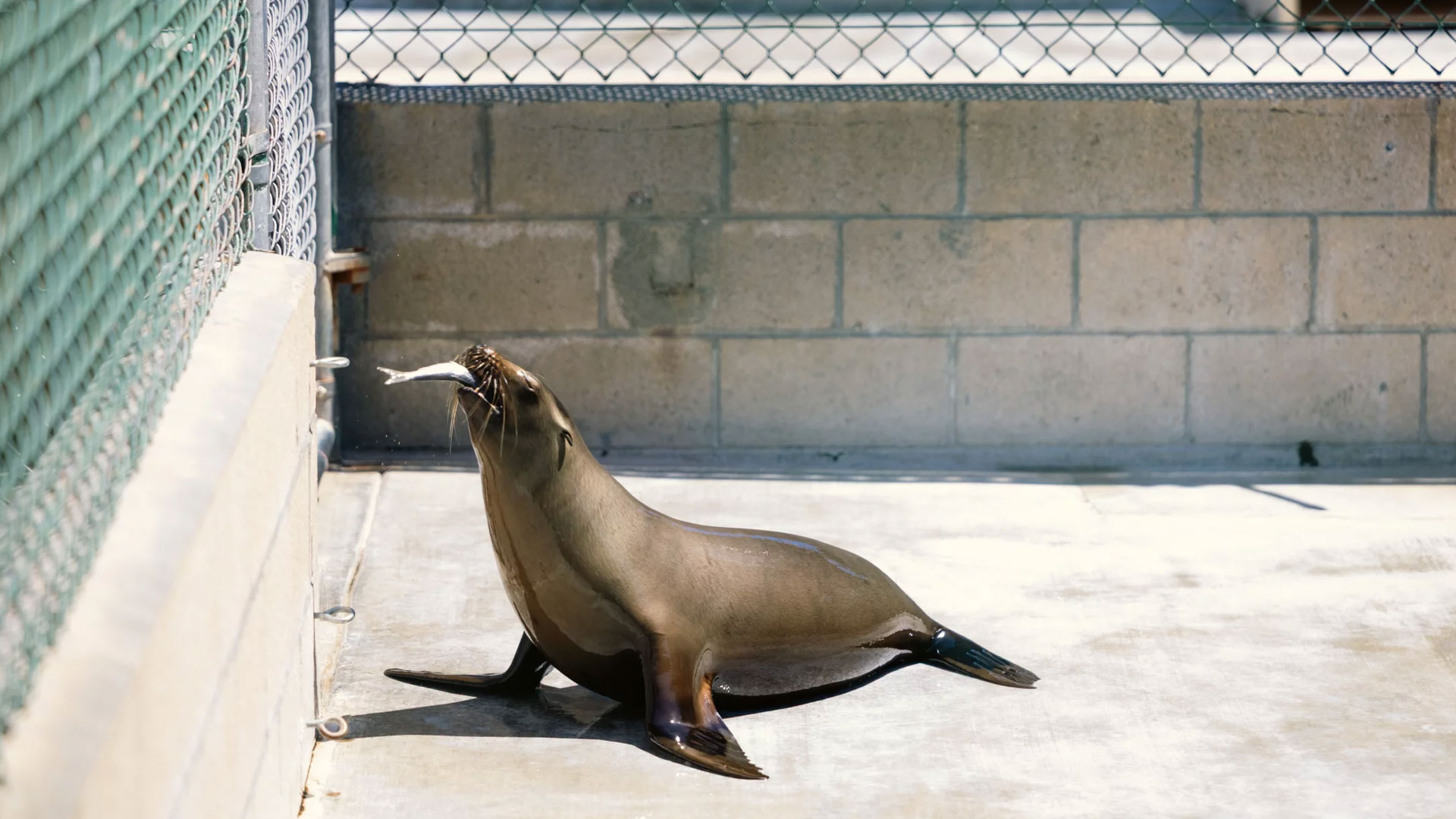 NPR Sea lion 7