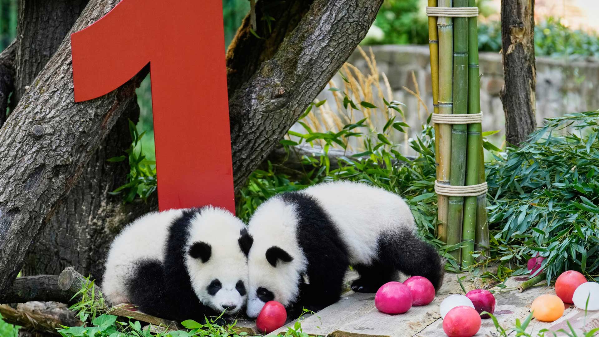 The twin Panda cubs Leni and Lotti play at the Panda Garden during their first birthday party at the Zoo in Berlin, Germany, Friday, Aug. 22, 2025.