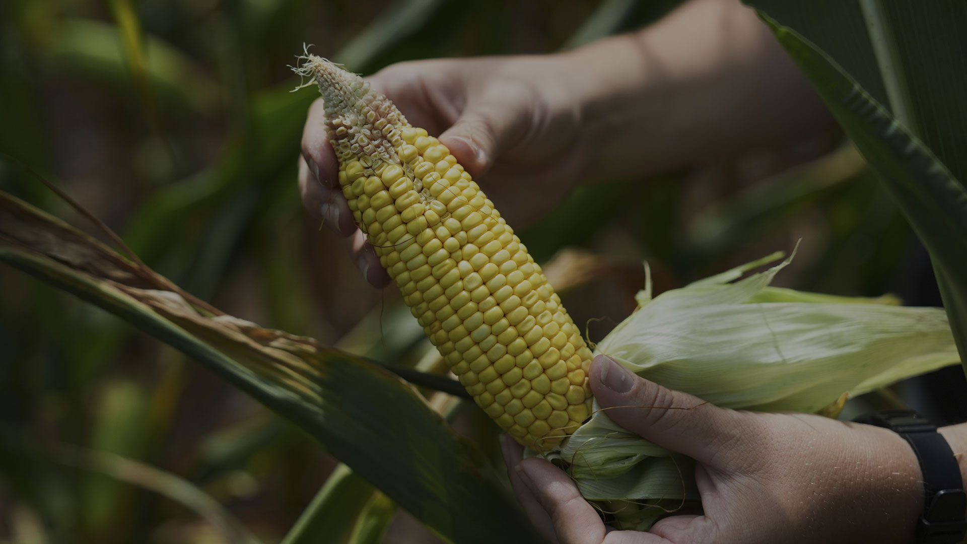 Nicolle Ritchie, an extension agent with Michigan State University, displays an ear of corn with poor kernels, likely due to pollination issues, Monday, Aug. 18, 2025, in Paw Paw, Mich.