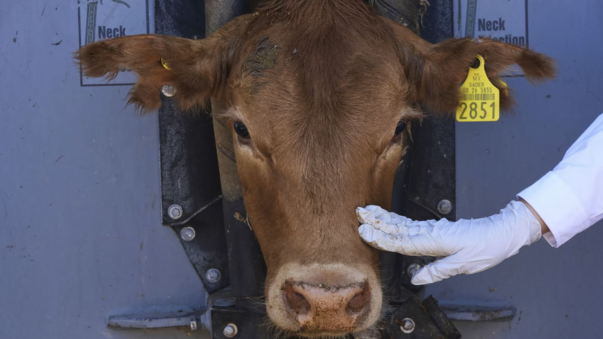 AP Mexican cattle