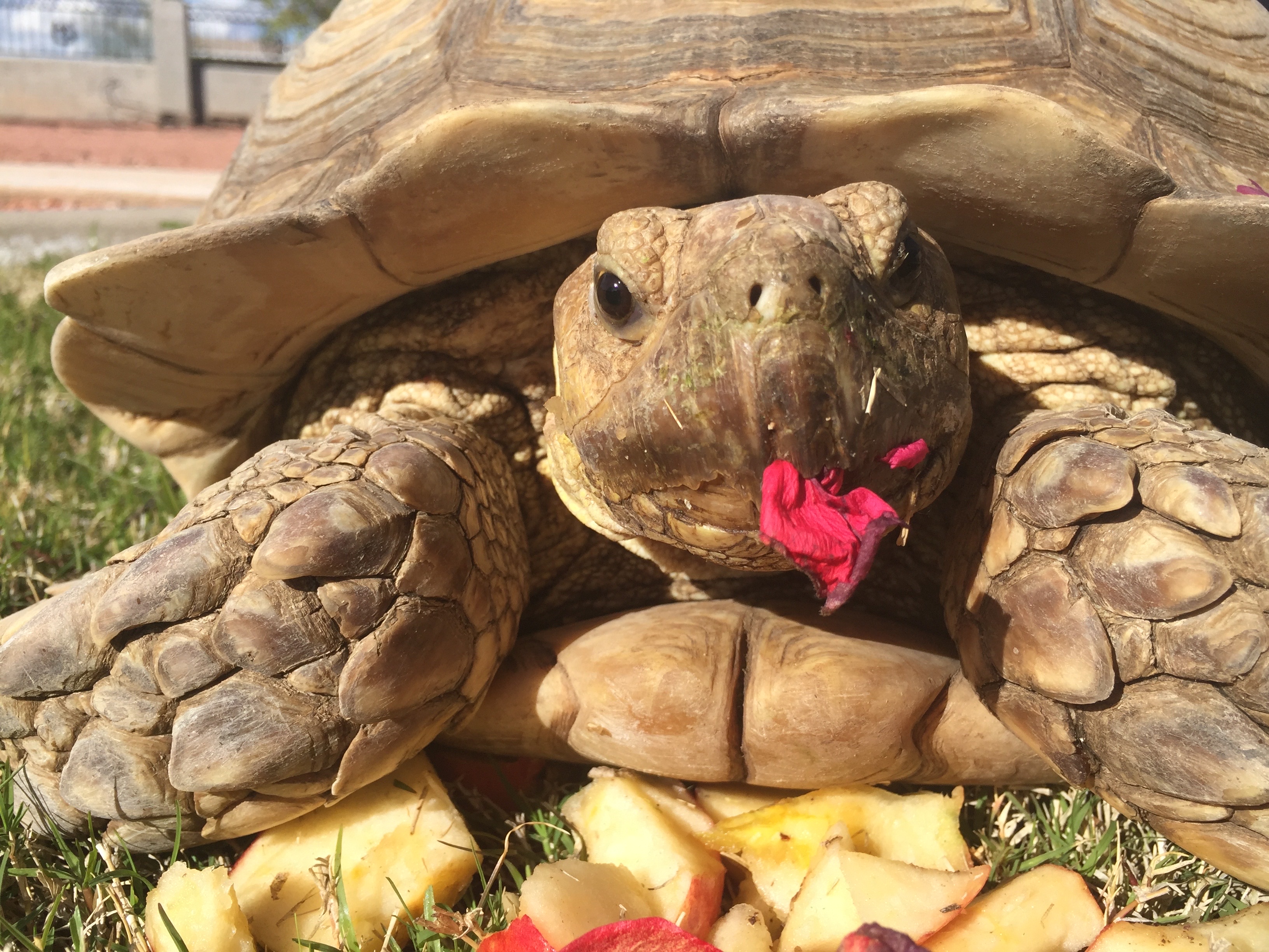 Non-native African tortoises are appearing across Tucson. Animal advocates fear the damage they could cause.