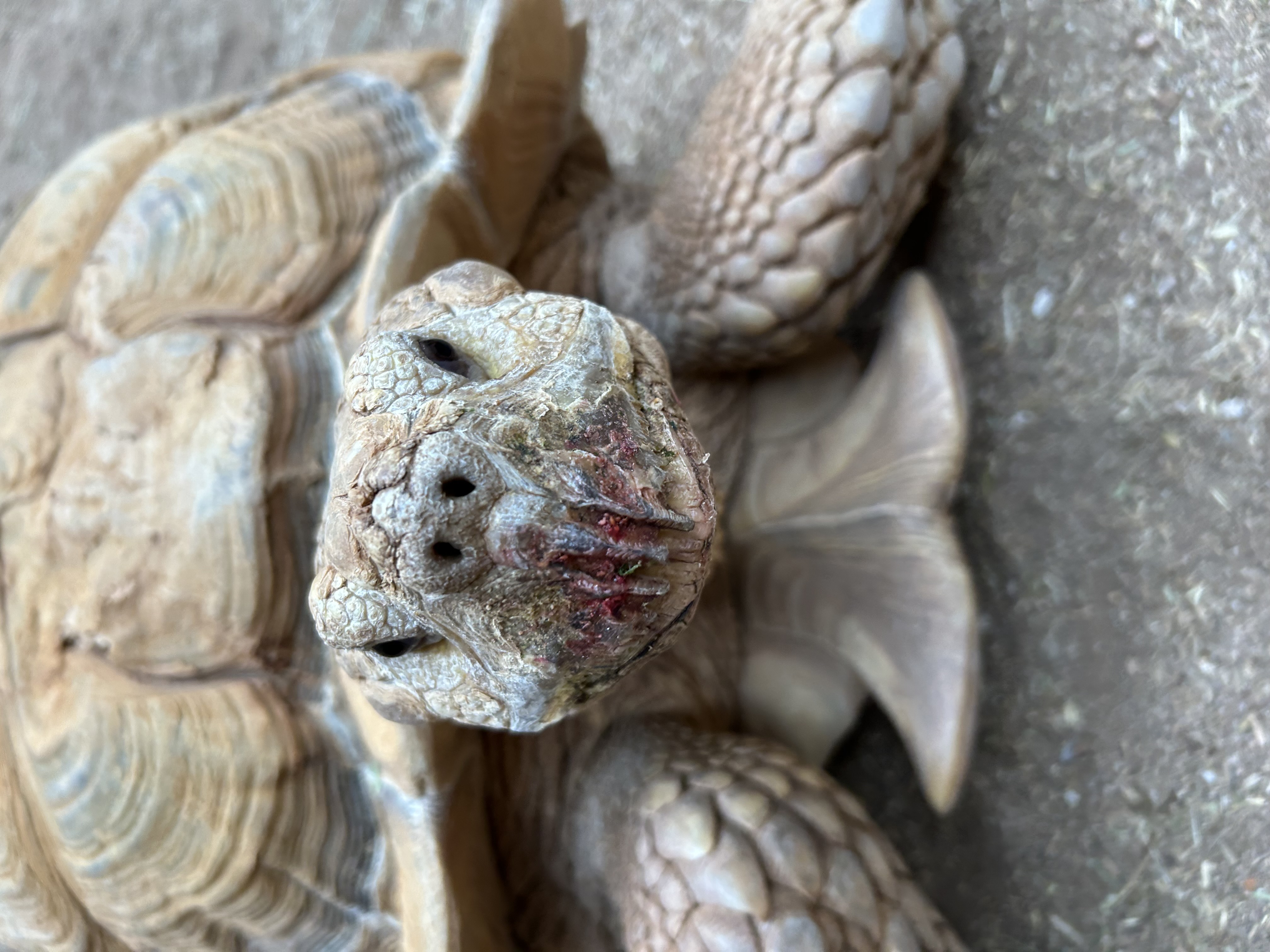 Non-native African tortoises are appearing across Tucson. Animal ...