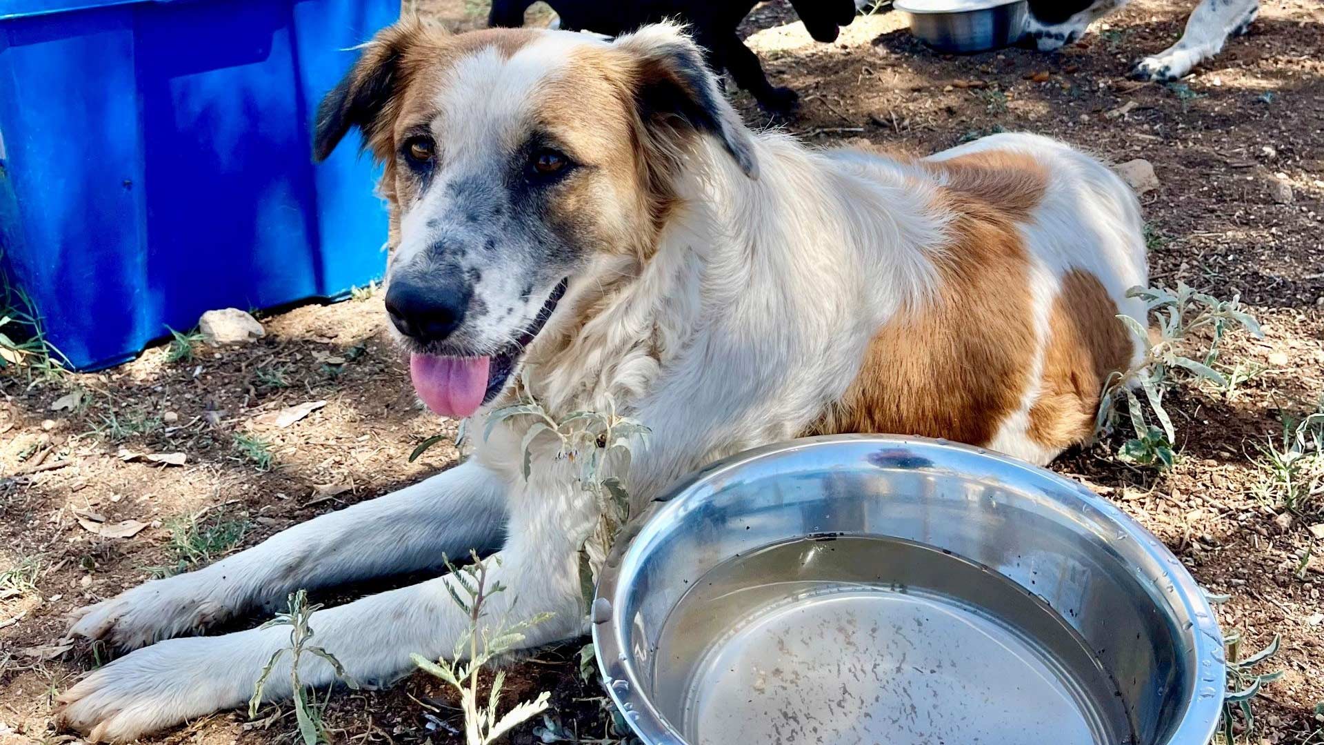 Years after cartel wars, this border town — and its dogs — begin to recover