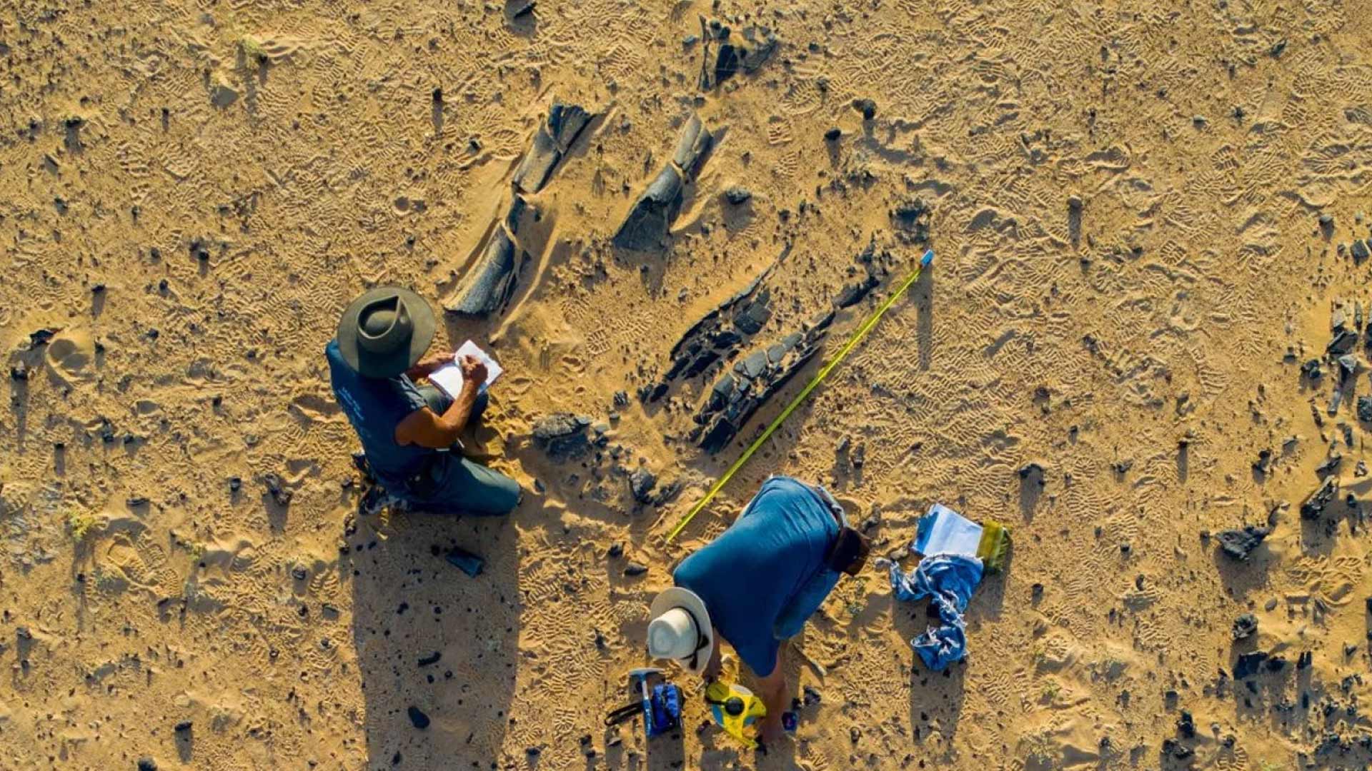 Newly discovered dinosaur species was a fish-eater with a huge