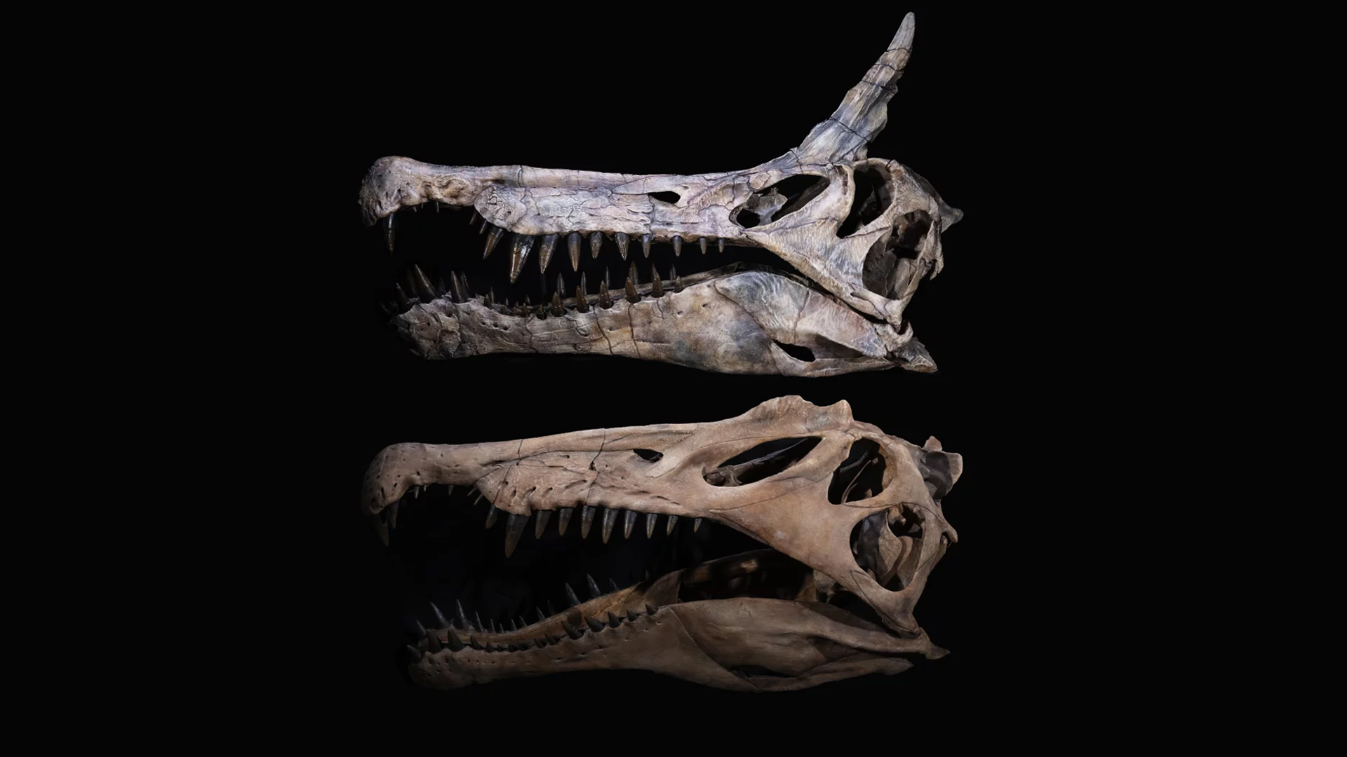 Newly discovered dinosaur species was a fish-eater with a huge