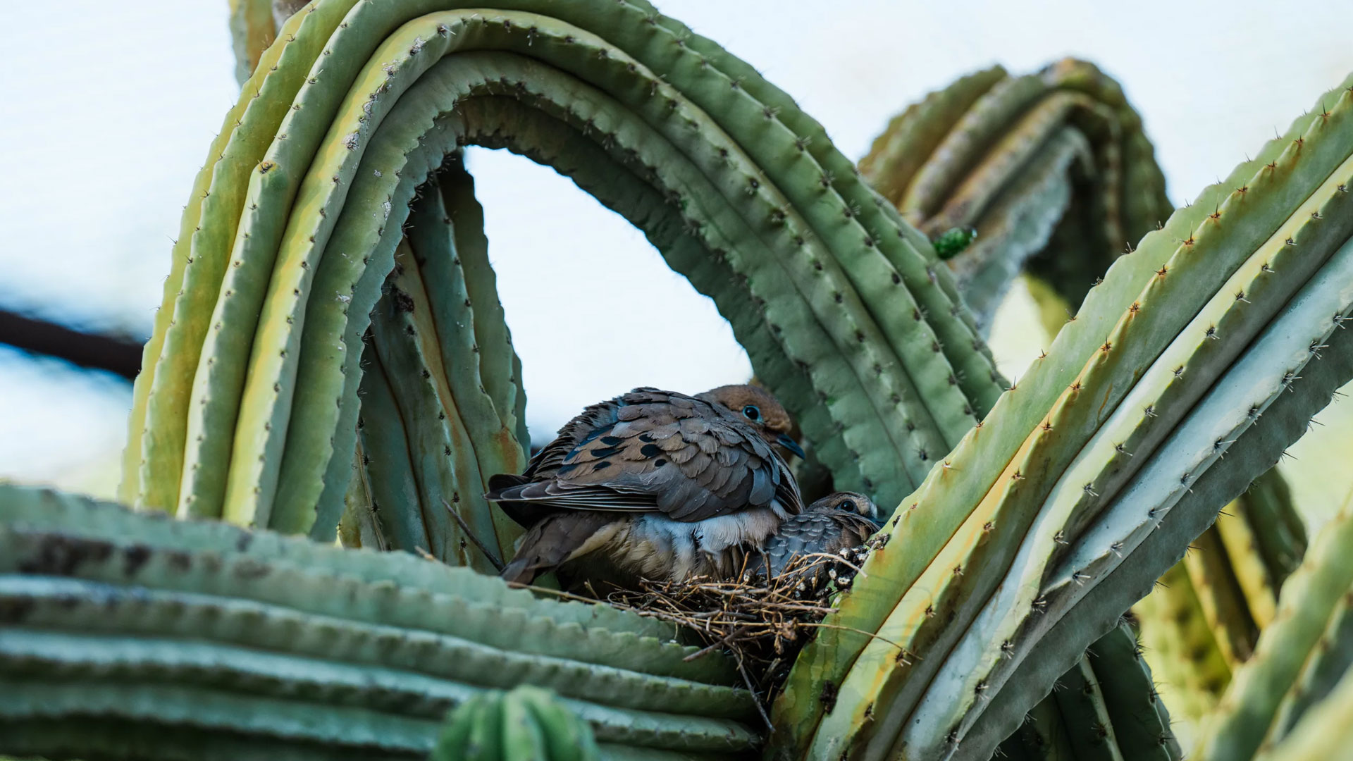 The Sonoran Desert teems with wildlife. These 3D scans could help