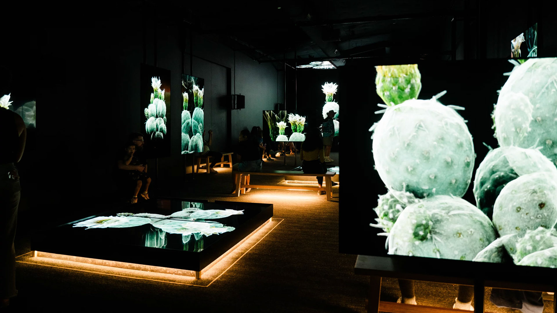 The Sonoran Desert teems with wildlife. These 3D scans could help