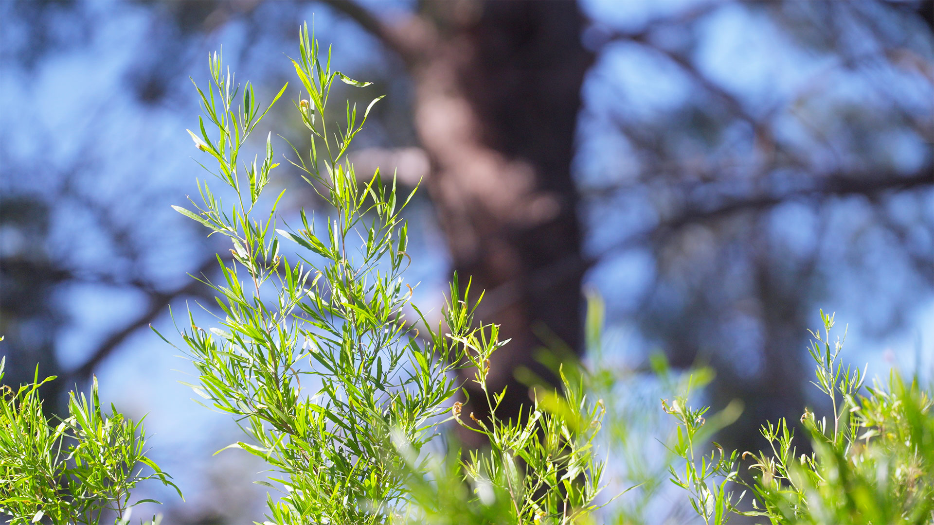 Arizona Illustrated: Desert Plants - AZPM