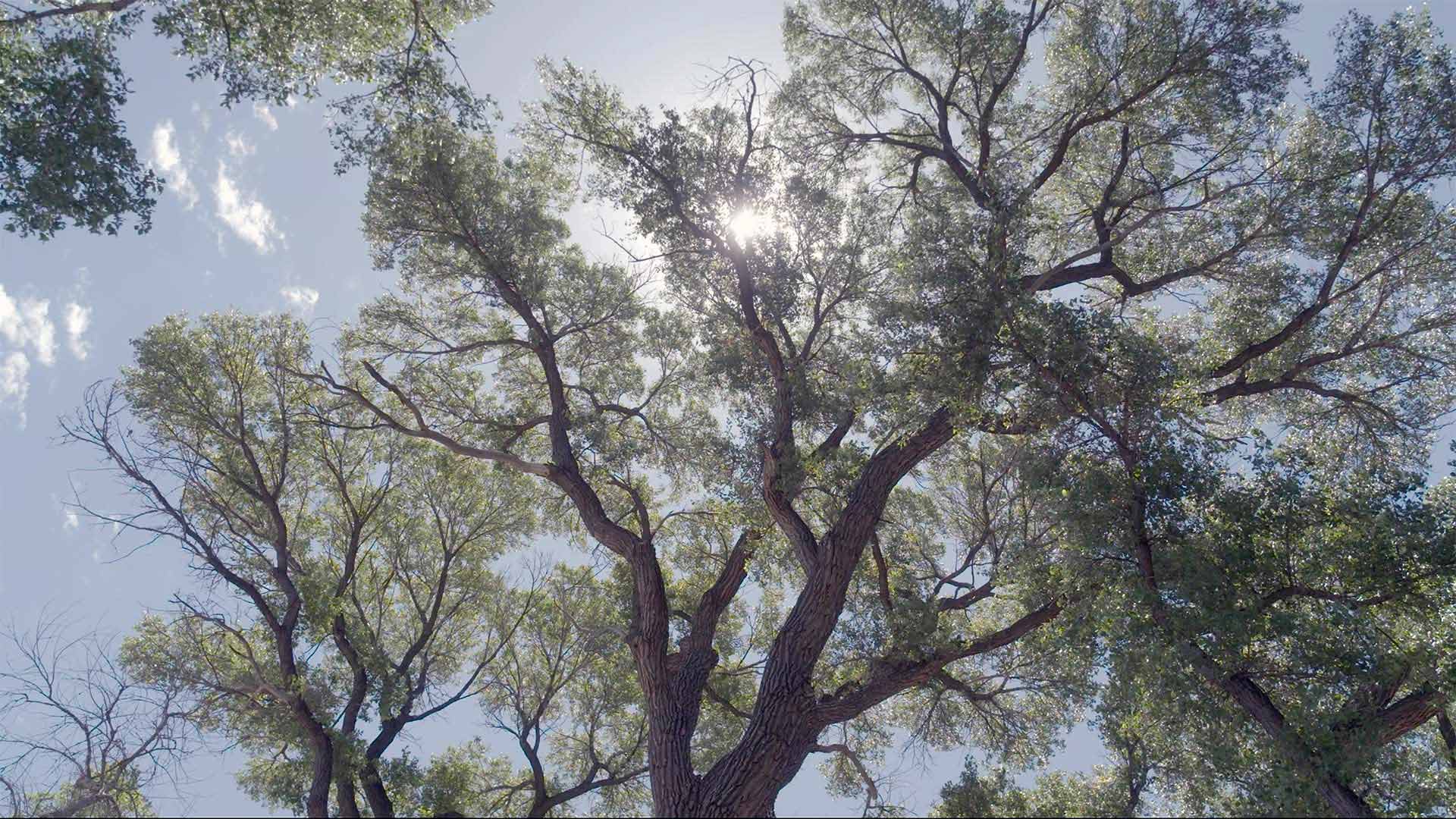 Lochiel branches