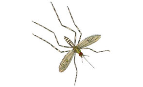 Mosquito