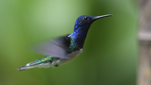 nature_hummingbirds_2