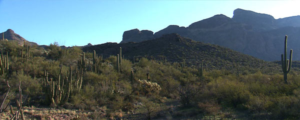 organ pipe nat mon