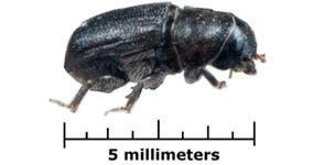 pine-beetle