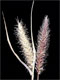 Buffelgrass is an invader species