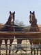 Equine