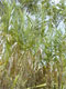 Giant reed