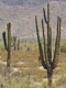 Saguaros