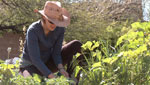 Community gardening