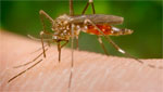 Mosquito