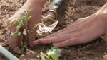 Youth Farming