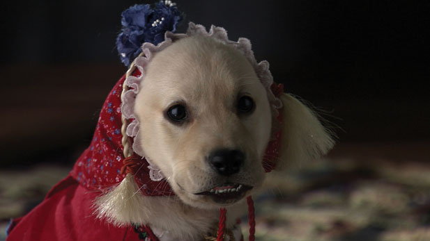Heidi 4 Paws