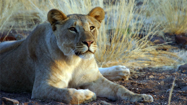 Nature: Desert Lioness