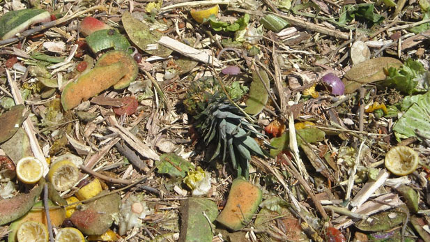 compost pile spot