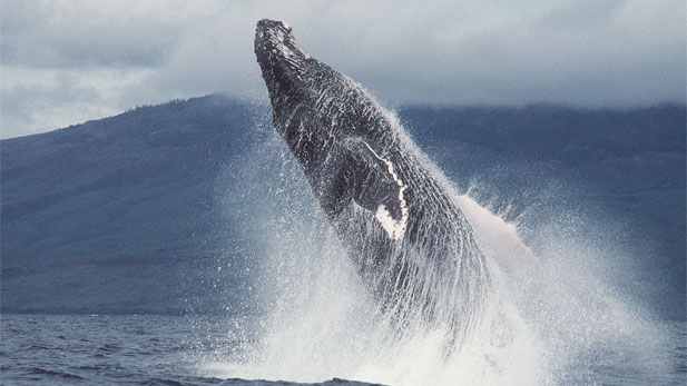 Nature: Fellowship of the Whales