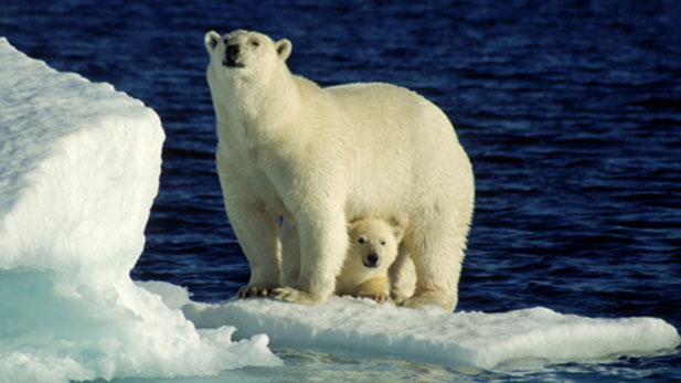 On an ice floe in the Canadian Arctic.