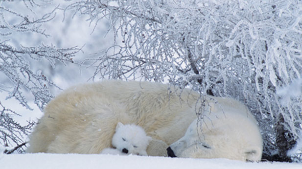 A polar bear asleep with a small cub