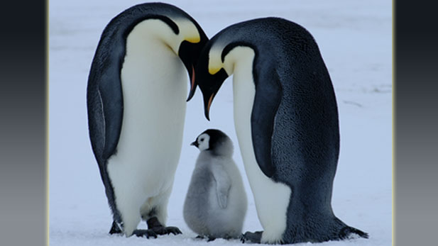 Emperor penguins 