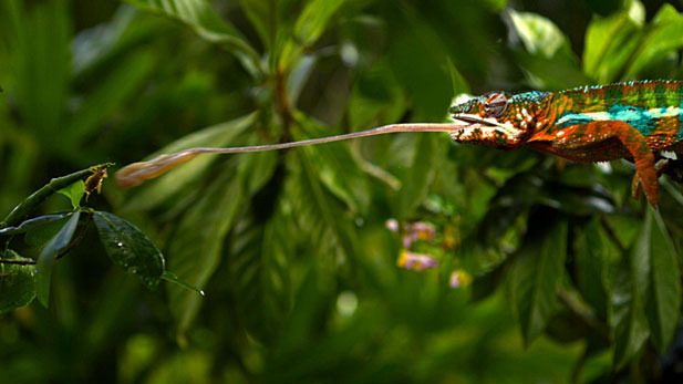 Nature Chameleon 