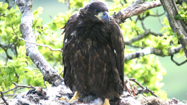 A sea eagle chick