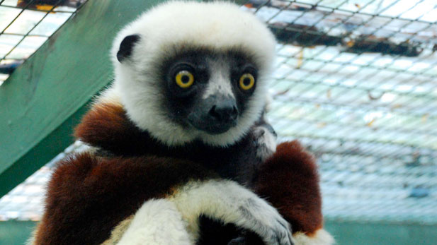 Coquerel's sifaka and baby