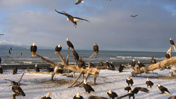 Bald Eagles are unique to North America