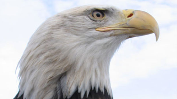 Bald Eagle is unique to North America