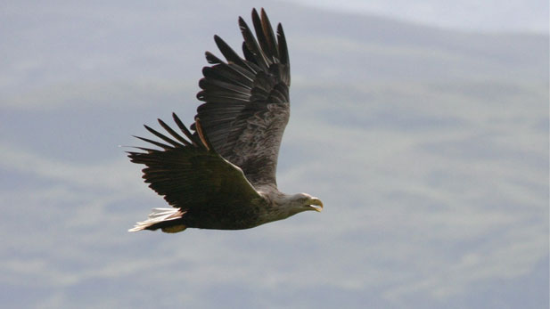 White-tailed eagle