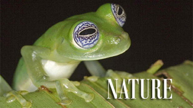 NATURE Frogs: The Thin Green Line 