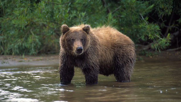 NATURE: The Good, the Bad, and the Grizzly