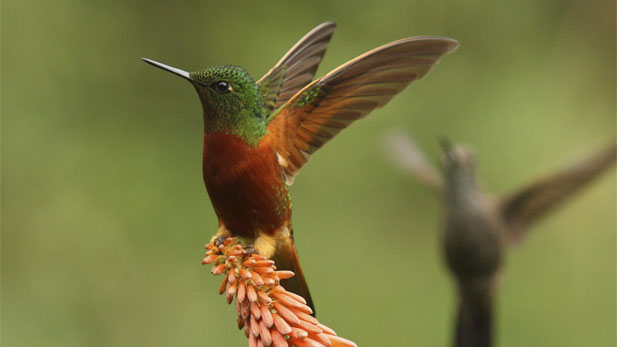 Nature Hummingbirds Magic in the Air