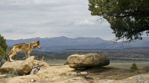 Dramatization of Lobo surveying the landscape. 